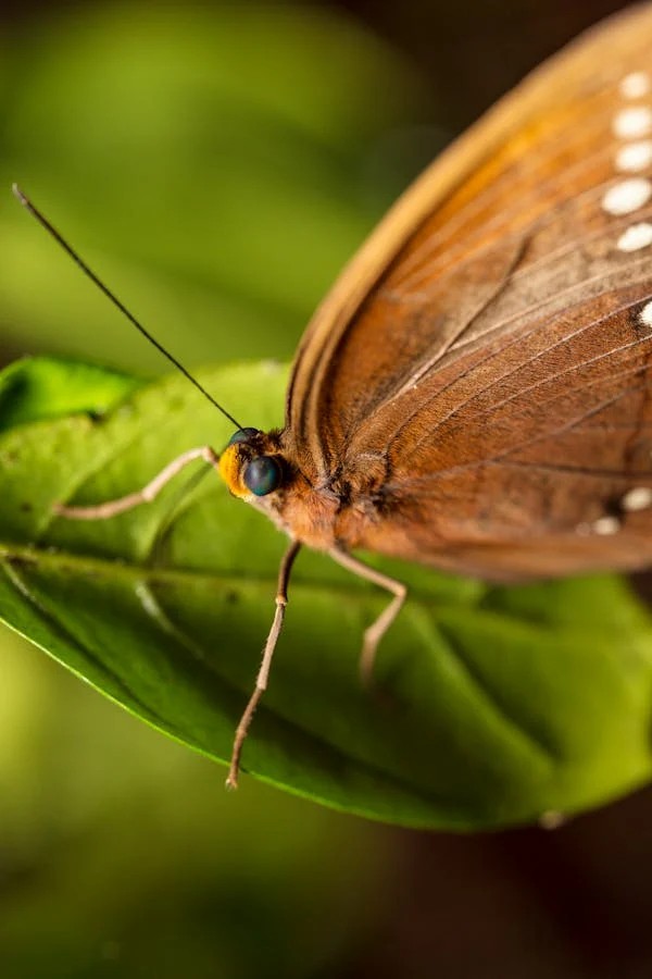 Transmutation GUIGEN